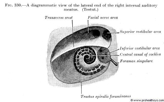 Fundus meatus acustici interni nervy VII. a VIII. crista transversa area n. facialis n. facialis n.vii.