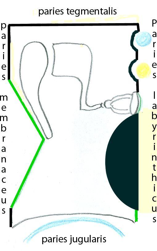 Cavum tympani schematický frontální řez Paries labyrinthicus ventrobasální stěna os petrosum Fossa cranii media Recessus epitympanicus M I Canalis semicircularis