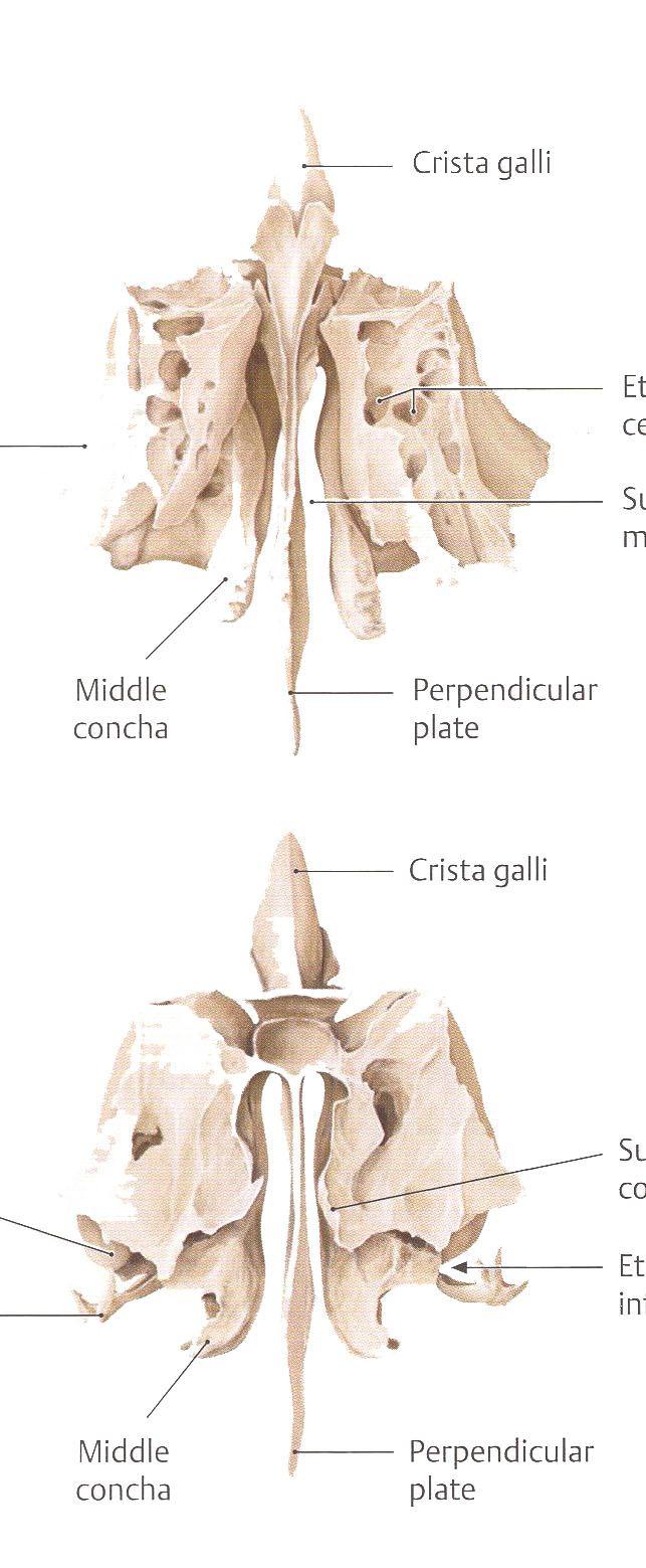 Os ethmoidale lamina cribrosa cellulae