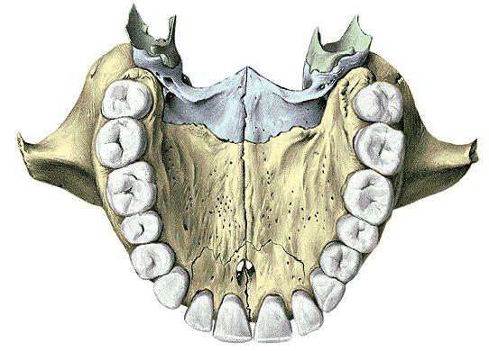 Maxilla praemaxilla (os