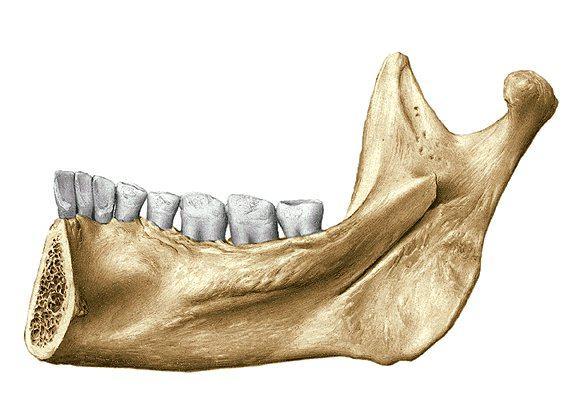 Mandibula z mediální strany foramen mandibulae fossa