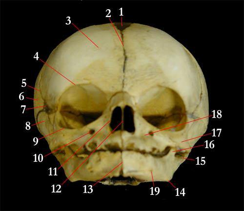 Lebka novorozence zepředu Sutura metopica