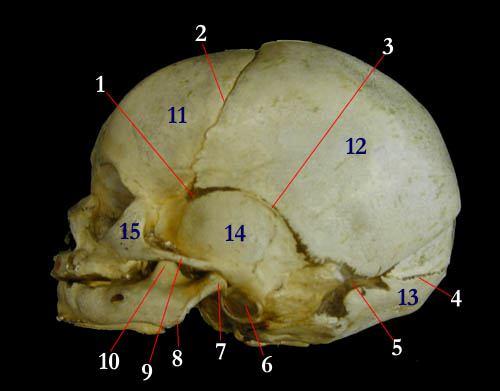 Lebka novorozence zleva Fonticulus sphenoidalis Sutura