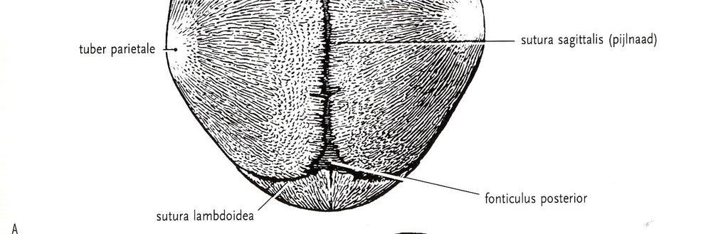 švů sutura lambdoidea fonticulus posterior trigonocephalie