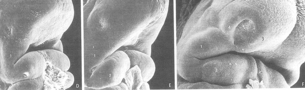 lateralis 3 I 1 II 2 I,II