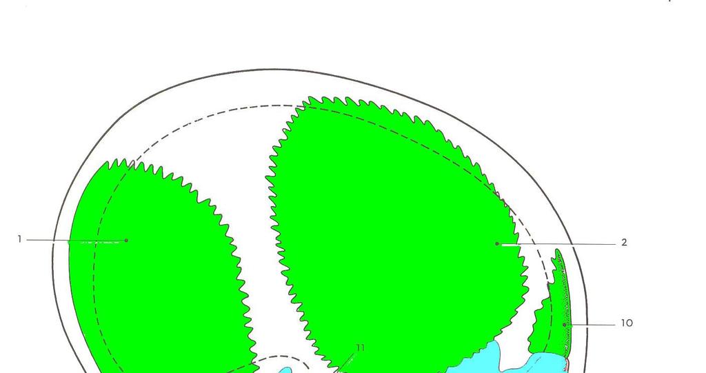 Desmocranium a chondrocranium novorozence os sphenoidale os frontale os
