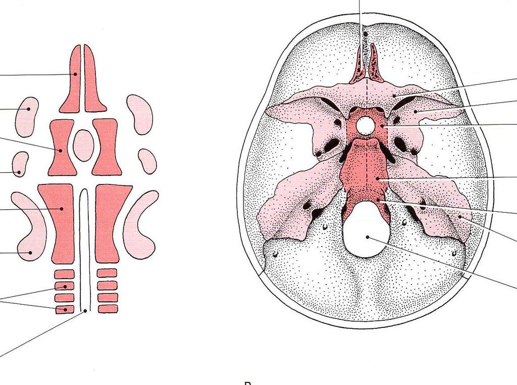 Vývoj kostí base lební Chondrocranium os ethmoidale prechordal cartilages ala orbitalis hypophysial cartilage ala temporalis parachordal cartilage periotic capsule ala