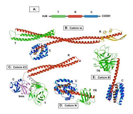 UTB ve Zlíně, Fakulta technologická 17 Obr. 1. Grafické znázornění struktury kolicinu, složeného ze tří domén: T-translokační (zelená barva), R-receptorová (červená barva), C-cytotoxická (modrá barva)[50].