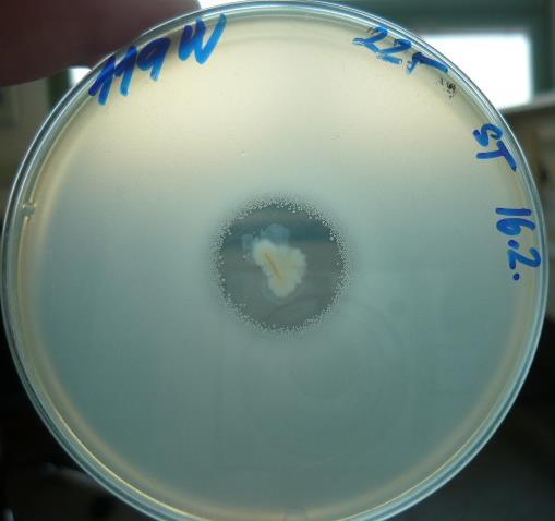 1 Stanovení inhibice difuzním testem v agaru Celkem 16 vybraných kmenů gramnegativních bakterií bylo testováno vpichovou metodou na citlivost k bakteriocinům kmene E. coli 225.