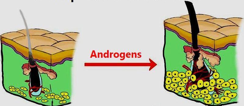 Vývoj terminálního ochlupení androgenní stimulace v pubertě