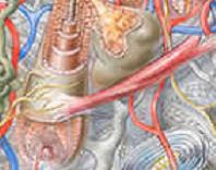 Vzpřimovač chlupů (Musculus arrector pili) Do vazivové pochvy se upínají snopce hladkých svalových