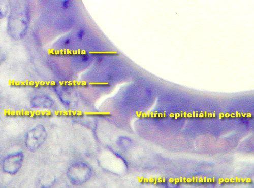 Vnitřní epiteliální pochva (angl.