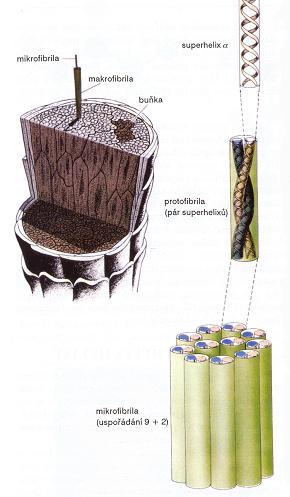 α-keratin peptidy v α helix Ultrastruktura stvolu fibrily + amorfní materiál 3,6 aminoreziduí