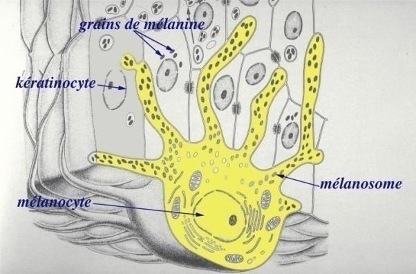 proces, fagocytóza) diference ve velikosti