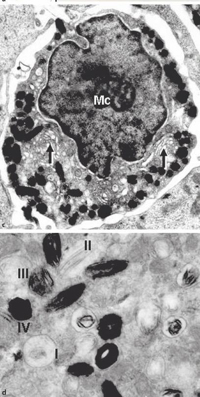 Pigmentace melanosomy