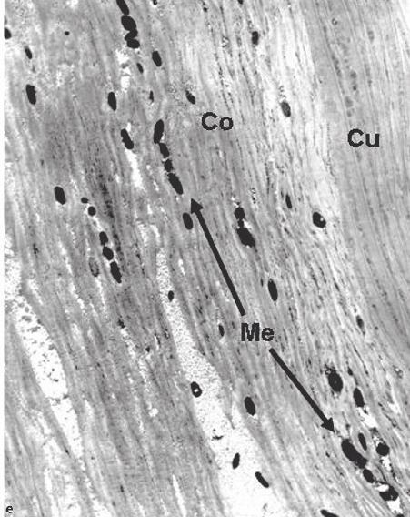 obsahují pigment melanin