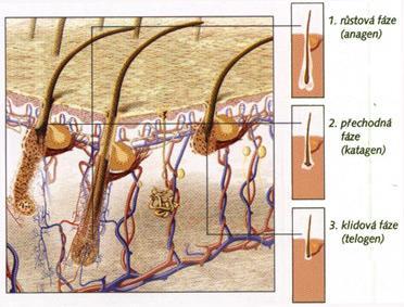 se zkracuje; 2 týdny; 1 2% Telogen