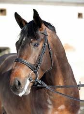 Diamant je producentem vynikajících skokových koní podle žebříčku WBFSH se stal v roce 2017 druhým nejúspěšnějším otcem skokových koní na světě.( v letech 2015 a 2016 byl na místě prvním). Např.