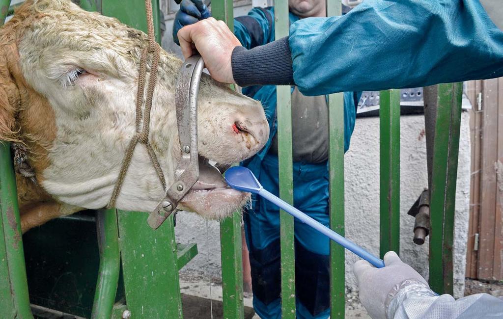 78 Vojenští veterináři nacvičovali se Státní veterinární správou postupy a komunikaci při vyhlášení krizové situace po vypuknutí nebezpečné nákazy Když útočí SLAK Na území České republiky se vyskytla