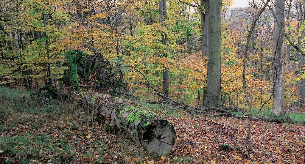 Stfiední âechy Kvûtnaté buãiny hrály na Kfiivoklátsku kdysi podstatnû v znamnûj í úlohu neï v souãasnosti. Nicménû dodnes zde najdeme fiadu krásn ch porostû jako v NPR Kohoutov na jihozápadû CHKO.