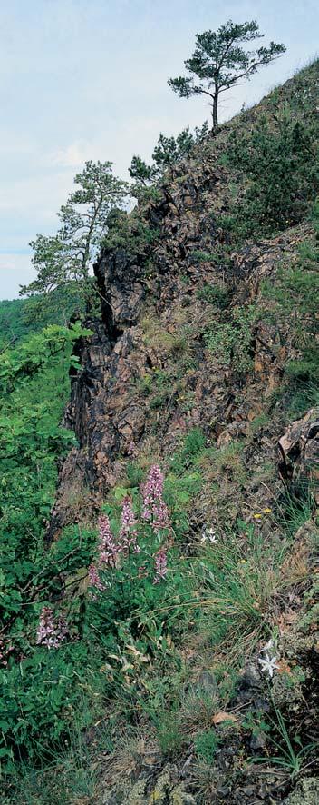 albus) a bûlozáfika liliovitá (Anthericum liliago). 2 Fauna Kfiivoklátska je typickou faunou stfiedoevropské teplé lesní oblasti.