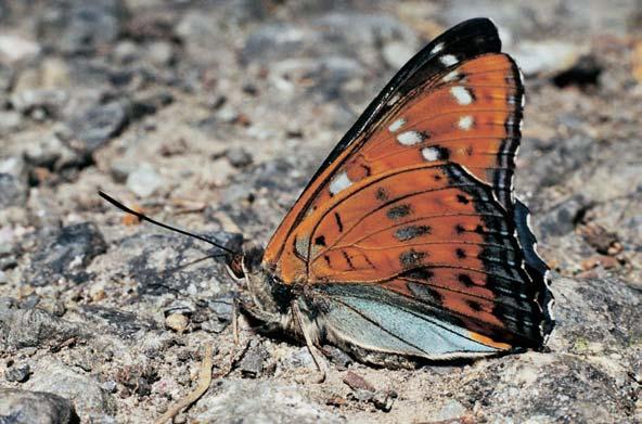 Z dal ích teplomiln ch broukû tu prûzkum prokázal existenci krytohlavû Cryptocephalus imperialis a C. frontalis a na dubech Ïijících mandelinek Lachnaia sexpunctata a Pachybrachis picus.