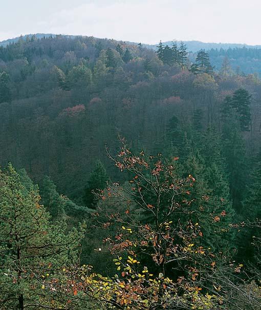 CHKO Kfiivoklátsko dofilními druhy s okrajov mi porosty kfiovin a zakrsl ch doubrav. Kvûtena i vegetace Kfiivoklátska je velmi bohatá a pestrá. Fytogeograficky náleïí území ke dvûma celkûm.