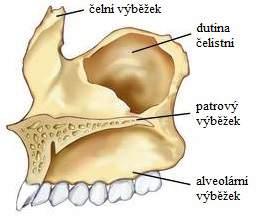 20 1 Anatomie dutiny ústní Skladba zubu Na živém zubu se rozlišují tvrdé a měkké tkáně. Mezi tvrdé tkáně řadíme zubovinu, sklovinu a cement a mezi měkké zubní dřeň a ozubici.