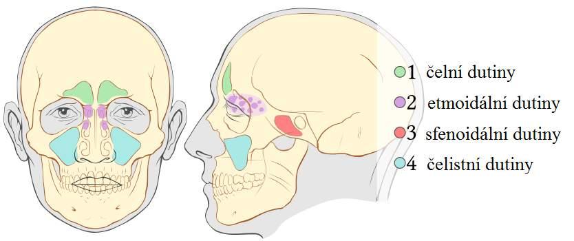 1.3 Horní čelist - maxilla 21 dutiny čelistní a lze zde najít vrstvu spongiózní kostní tkáně až 12 mm.