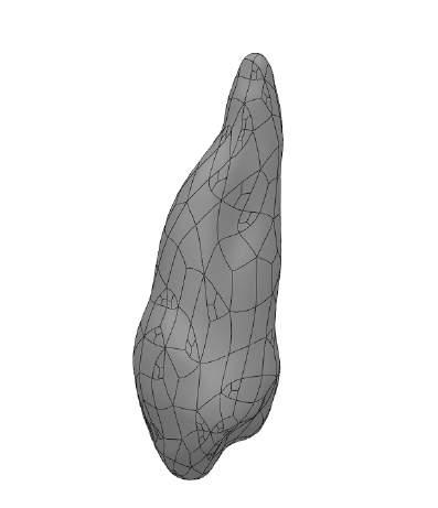 40 3 Výpočtové modelování 3.1.3 Model geometrie korunky Pro tvorbu korunky byl využit volně dostupný STL model zubu (viz obr. 3.11) z [53].