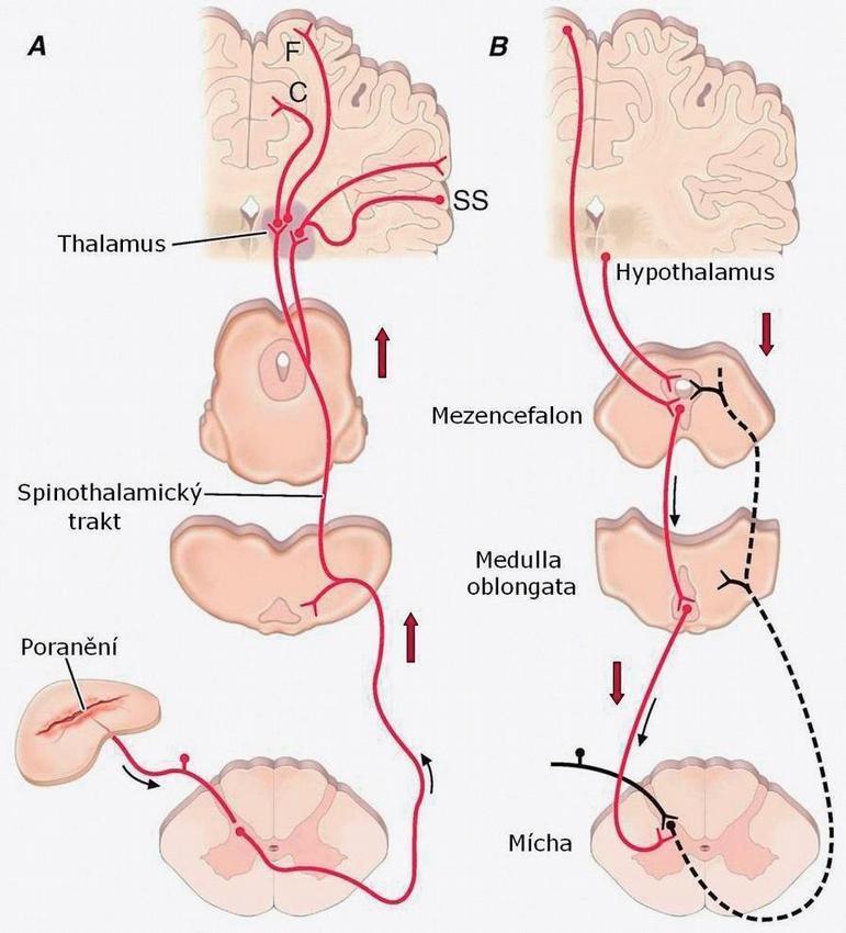 1 BOLEST 6 3. neuron PAG 1. neuron 2. neuron Obr. 1 Dráha bolesti a descendentní dráhy modulující bolest. A) Hlavní aferentní dráhy bolesti B) Descendentní inhibiční systém.