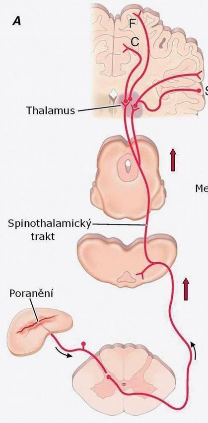 3 FARMAKOLOGICKÁ LÉČBA 47 antidepresiva,neuroleptika, antikonvulziva, opioidní analgetika PAG opioidní analgetika opioidní analgetika opioidní analgetika, NSA, lokální anestetika Obr.