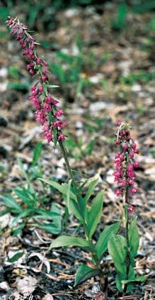 Královéhradecko Kru tík irolist (Epipactis helleborine) roste rovnûï na místech ovlivnûn ch lidskou ãinností. Kru tík tmavoãerven (Epipactis atrorubens) na druhotném stanovi ti odkali tû u Jívky.