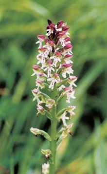 angustifolium), kru tík bahenní (Epipactis palustris), vrba rozmar nolistá (Salix rosmarinifolia), zábûlník bahenní (Comarum palustre), ostfiice Davallova (Carex davalliana), o. plstnatoplodá (C.