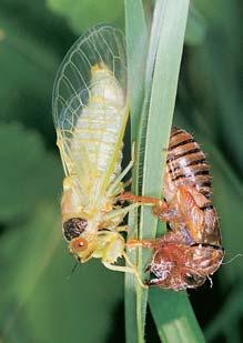 Pfiesto faunu území obohacují o nûkolik zajímav ch druhû. Pfii v lovu se mûïeme setkat se keblemi (Anodonta spp.