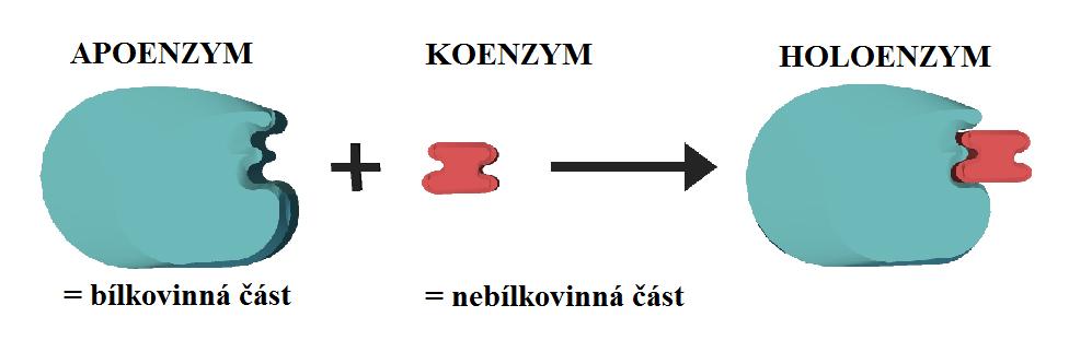 2 Enzymy obecně 2.1 Struktura enzymů Enzymy jsou látky bílkovinné povahy, které umožňují a regulují metabolické pochody v živém organizmu.