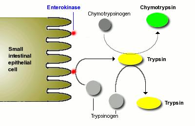 3.3.2 Chymotrypsin Chymotrypsin je trávící enzym, který stejně jako trypsin vzniká ve slinivce břišní. Jeho neaktivní formou je chymotrypsinogen, který je v pankreatické šťávě dopraven do dvanáctníku.