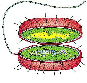 Prokaryotická buňka Eukaryotická buňka Bičík Endoplazmatické