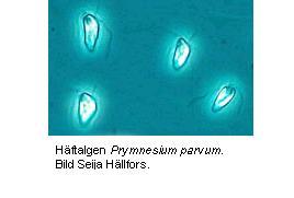 Haptophyta - 2 bičíky + zkroucené