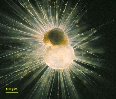 schránky, délka 1 mm Live planktonic foraminifera: