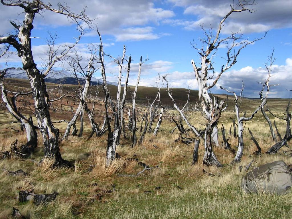 patagonská step - mokřady -