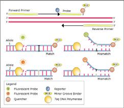 SNPs - TaqMan analysis modifikace real-time PCR 2 primery + 2 TaqMan sondy (obsahují