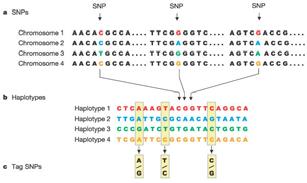 Velké studie SNP HapMap projekt: mezinárodní projekt, jehož cílem je identifikovat a katalogizovat SNPs v lidské populaci a vybrat z nich tag SNPs, kterými se skupiny lidí odlišují HapMap projekt