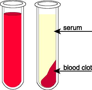 Krev Viskozita krve a plasmy závisí: Proteiny Celková bílkovina Fibrinogen Imunoglobuliny