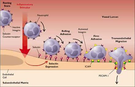 Krev Leukocyty - za fyziolog.podmínek je povrch endotelu s velmi nízkou adhezivitou pro bb.