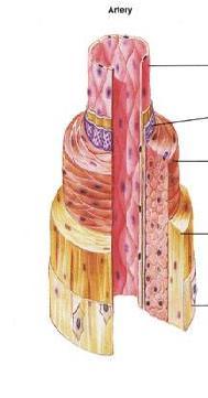 Artérie - anatomie - jsou tvořeny zevní vazivovou vrstvou (adventicie), střední vrstvou z hladkých svalů (medie) a vnitřní vrstvou (intima) - vnitřní vrstva je pokryta endotelem - stěny aorty a velké
