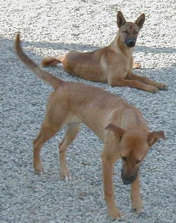 Původ amerických psů Výsledky a závěry: Pozoruhodná Čivava a Dingo mexická Čivava je: geneticky propojena se starověkými mexickými plemeny - má tedy prastarý