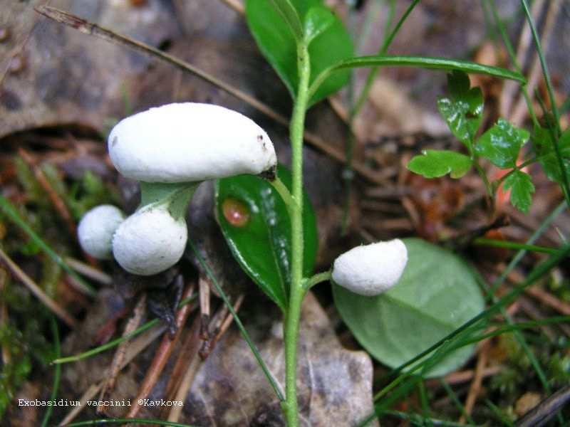 Basidiomycota