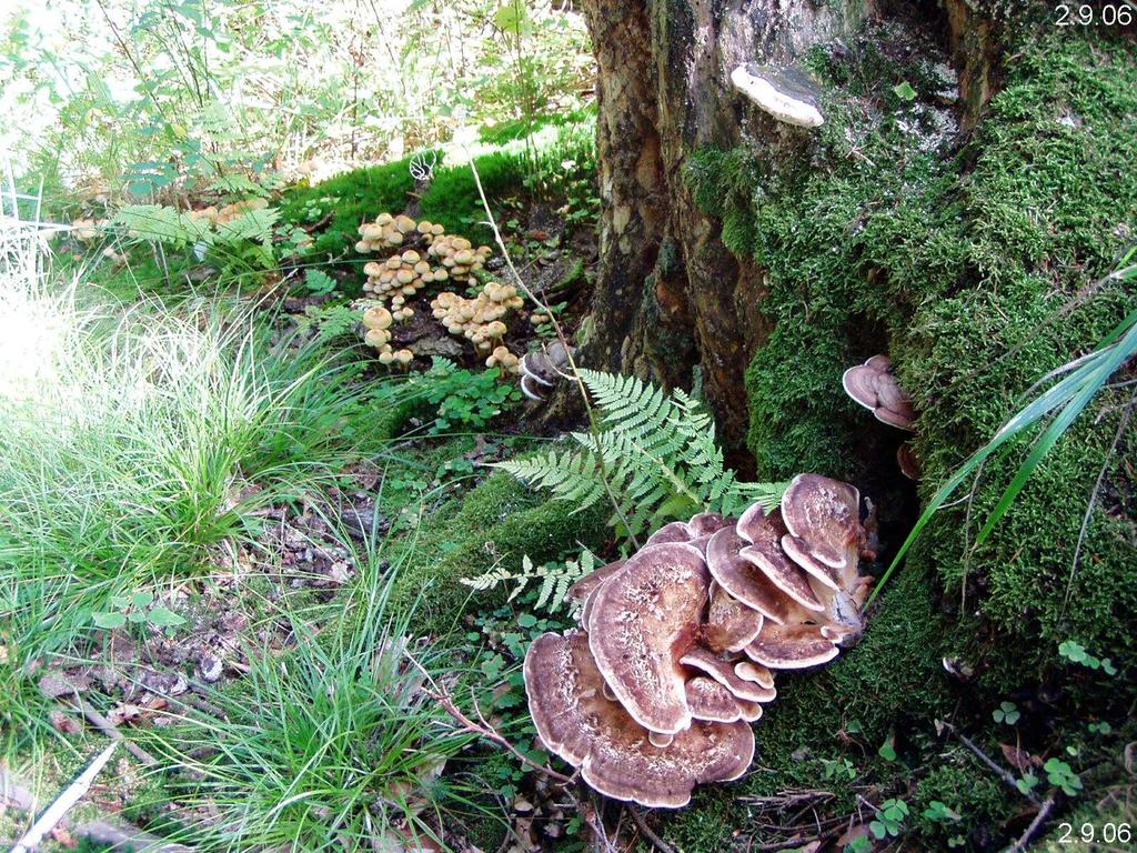 2. 1/ Primární mycelium - homokaryon, ihned po vyklíčení basidiospóry, myceliární články jsou zpočátku: a/ mnohojaderné - krátká perioda -formace