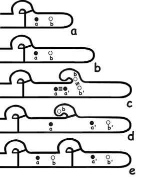 Kompatibilní monokaryotická mycelia* fúzují (plasmogamie) vrcholky hyfy, dochází k otevření dolipóru a do cytoplasmy se dostávají jádra z druhého mycelia a dochází k dikaryotizaci a vzniku